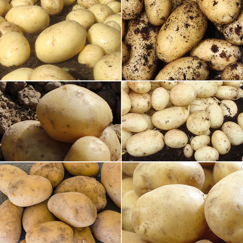 Baby New Potato Collection