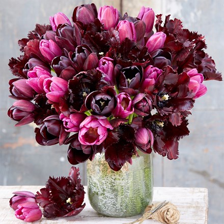 Black Forest Tulip Collection