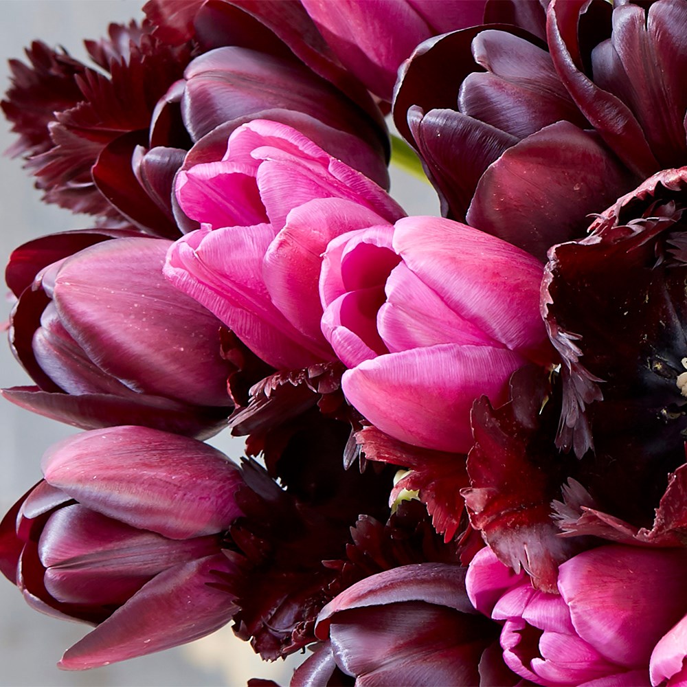Black Forest Tulip Collection