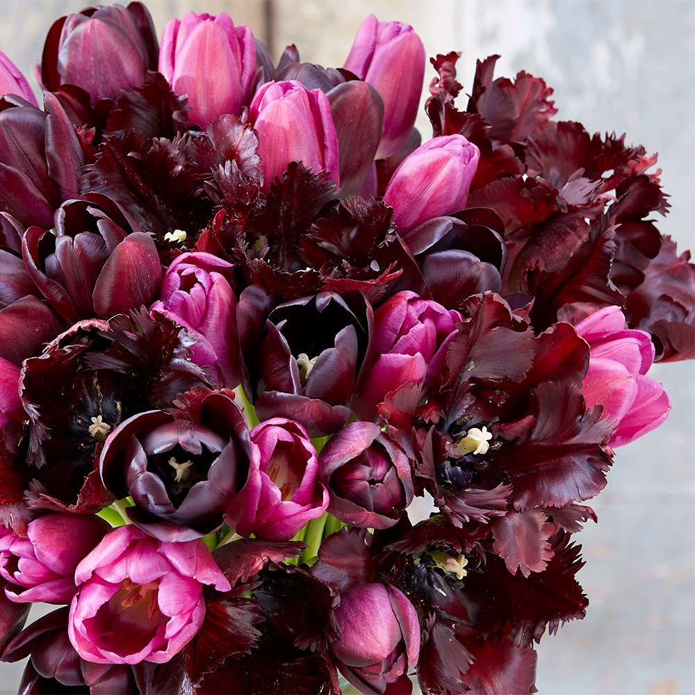 Black Forest Tulip Collection