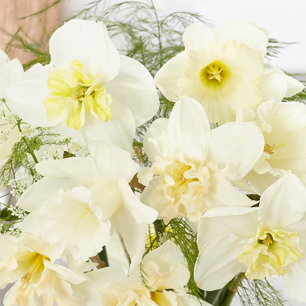 Blossom White Daffodil Collection