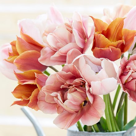 Brown Sugar Tulip Collection