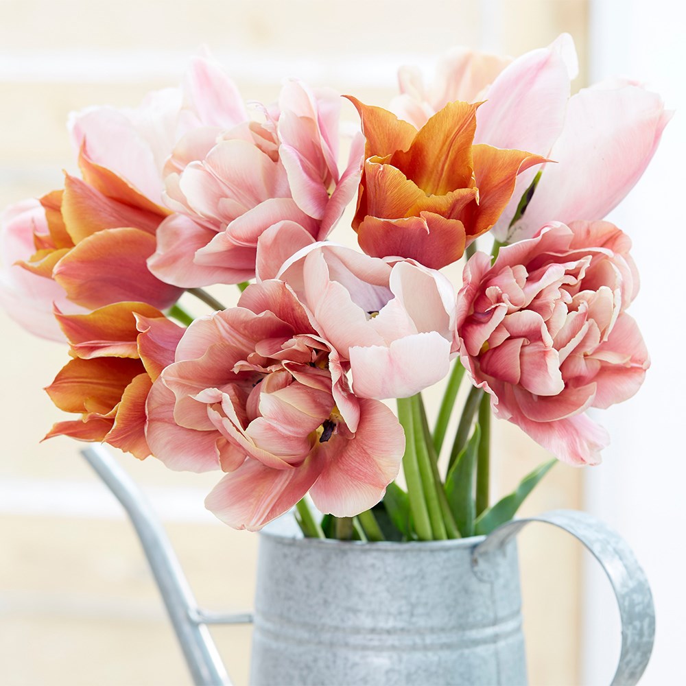 Brown Sugar Tulip Collection