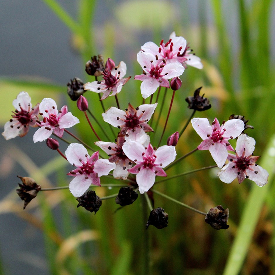 Butomus Umbellatus | Flowering Rush