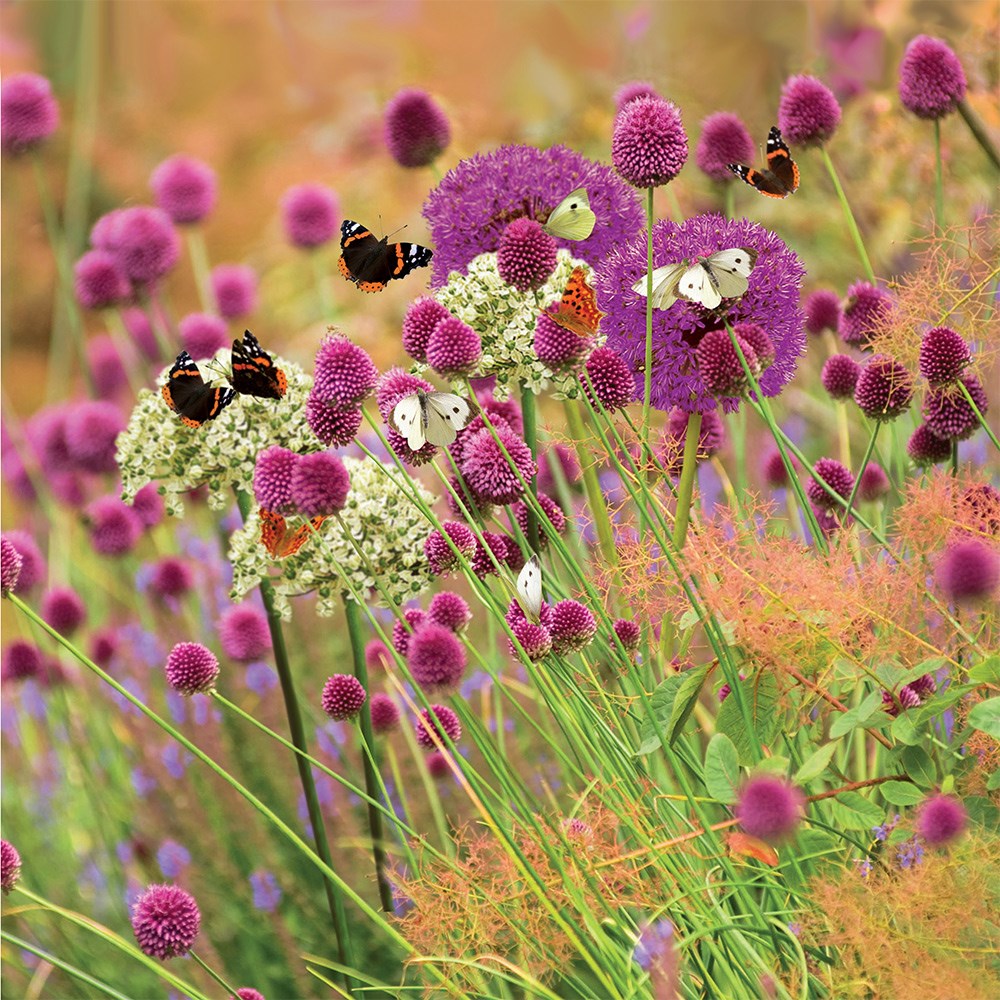 Butterfly Allium Collection