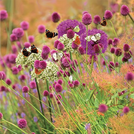 Butterfly Allium Collection