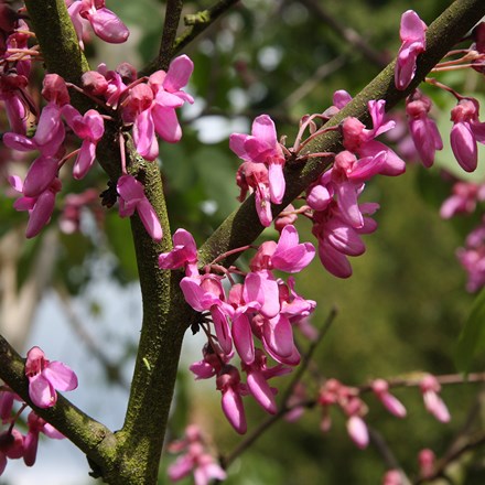 Cercis siliquastrum Bodnant