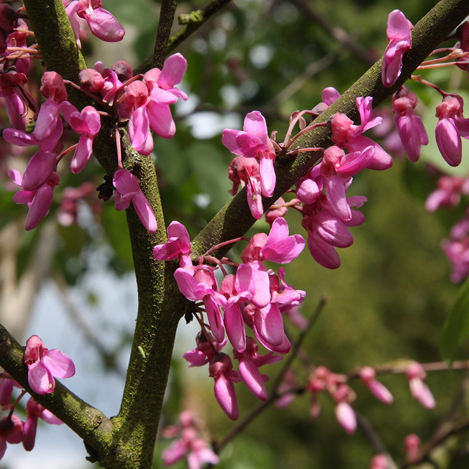 Cercis Siliquastrum Bodnant | Judas Tree