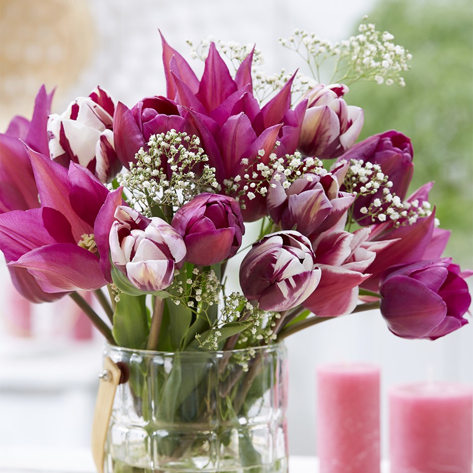 Cherry Cream Tulip Collection
