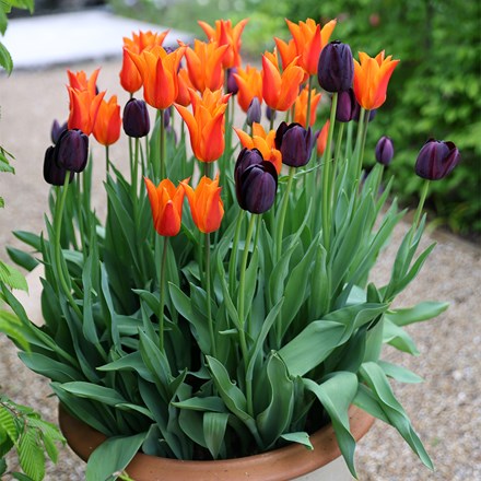 Chocolate Orange Tulip Collection