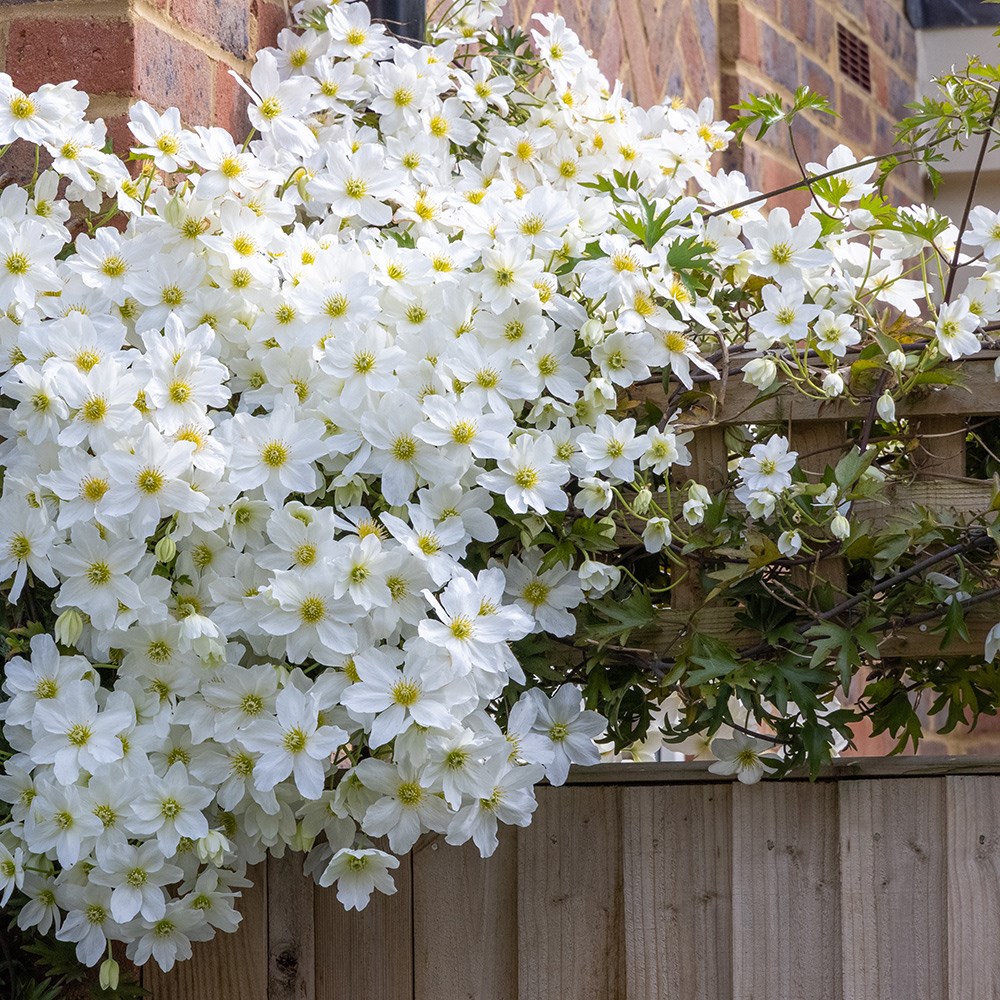 Clematis × Cartmanii Avalanche | Winter Flowering Clematis