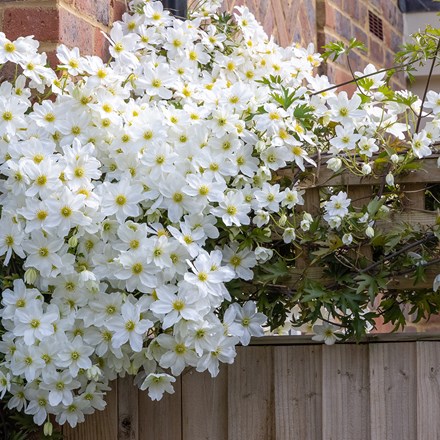 Clematis × Cartmanii Avalanche | Winter Flowering Clematis