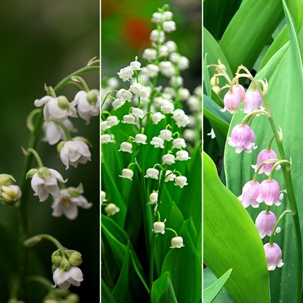 Convallaria Collection