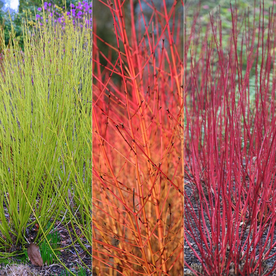 Winter Dogwood Collection