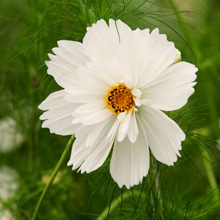 Cosmos Bipinnatus Fizzy White | Cosmos