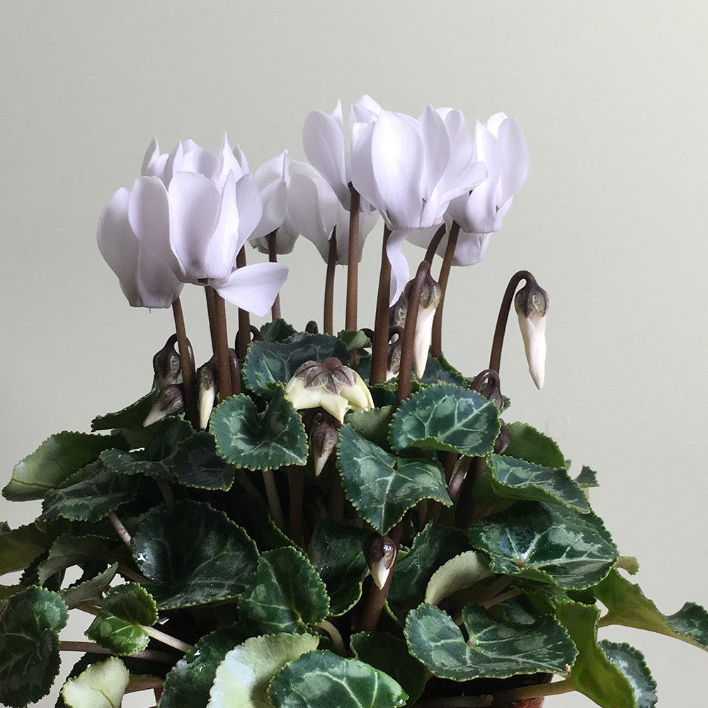Cyclamen Verano Pure White