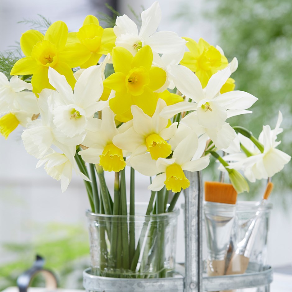 Dainty Daffodil Collection