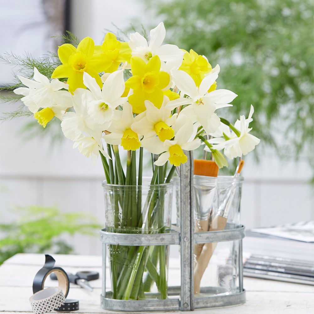 Dainty Daffodil Collection