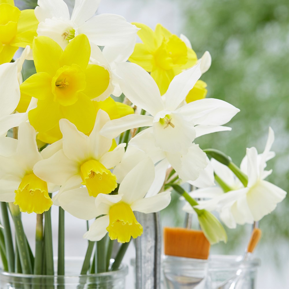 Dainty Daffodil Collection