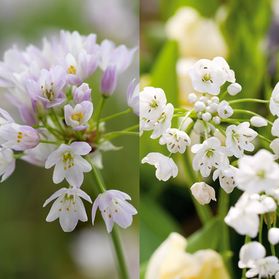 Dainty Allium collection