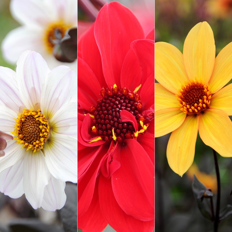 Dark Leaved Bishop Dahlia Collection