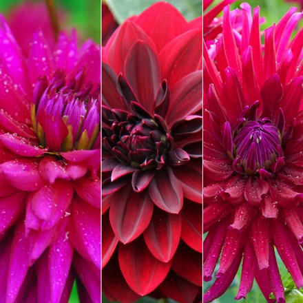 Dazzling Dahlia Collection