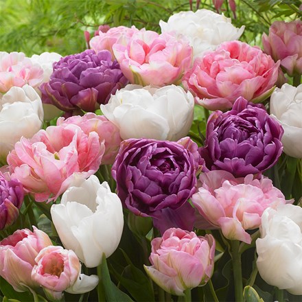 Double Tulip Collection