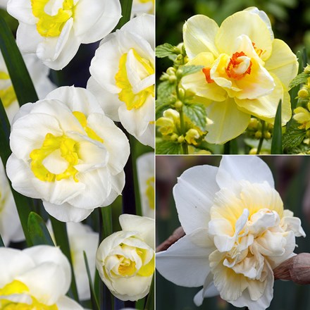 Double Daffodil Collection