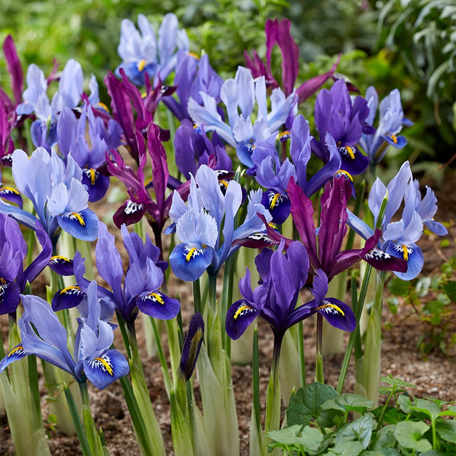 Dwarf Iris Collection