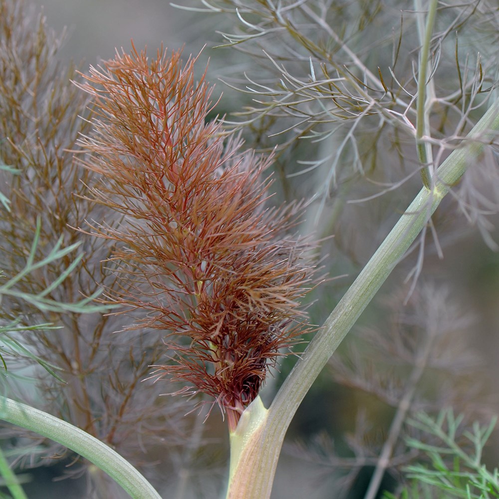 Fennel Giant Bronze | Foeniculum Vulgare Giant Bronze