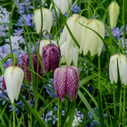 Fritillaria Meleagris Collection | Snakes Head Fritillary