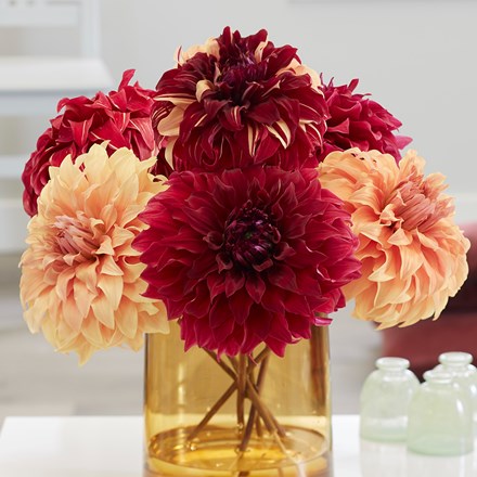 Giant Dinner Plate Dahlia Collection