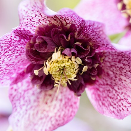 Helleborus × Hybridus Tutu | Hellebore