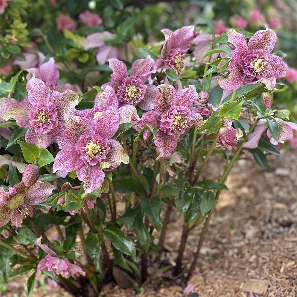 Helleborus × Hybridus Tutu | Hellebore
