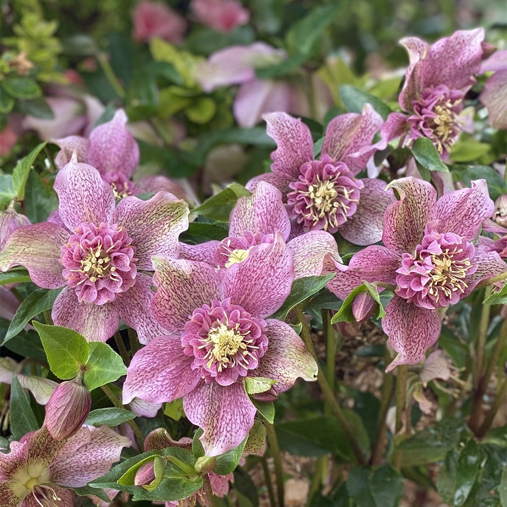 Helleborus × Hybridus Tutu | Hellebore