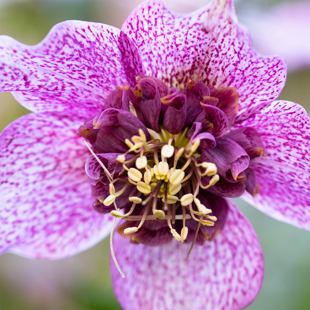 Helleborus × Hybridus Tutu | Hellebore