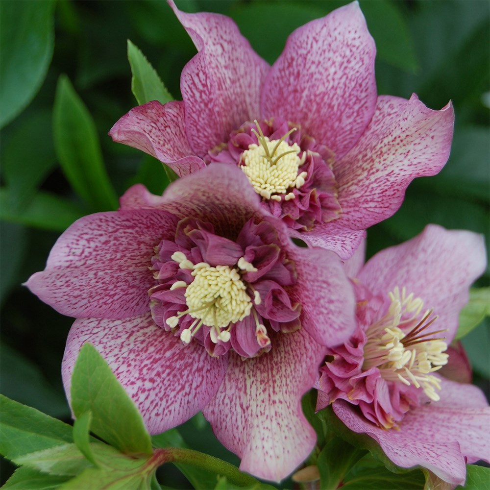 Helleborus × Hybridus Tutu | Hellebore