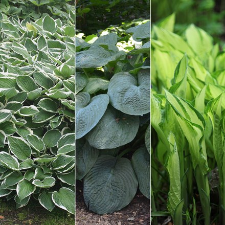 Hosta Collection