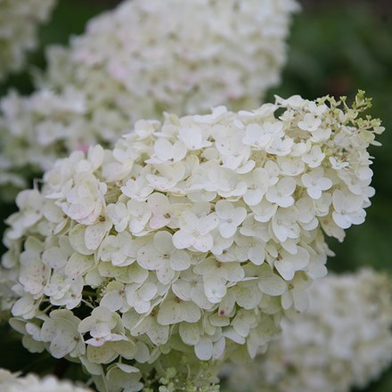 Hydrangea Paniculata Silver Dollar | Hydrangea