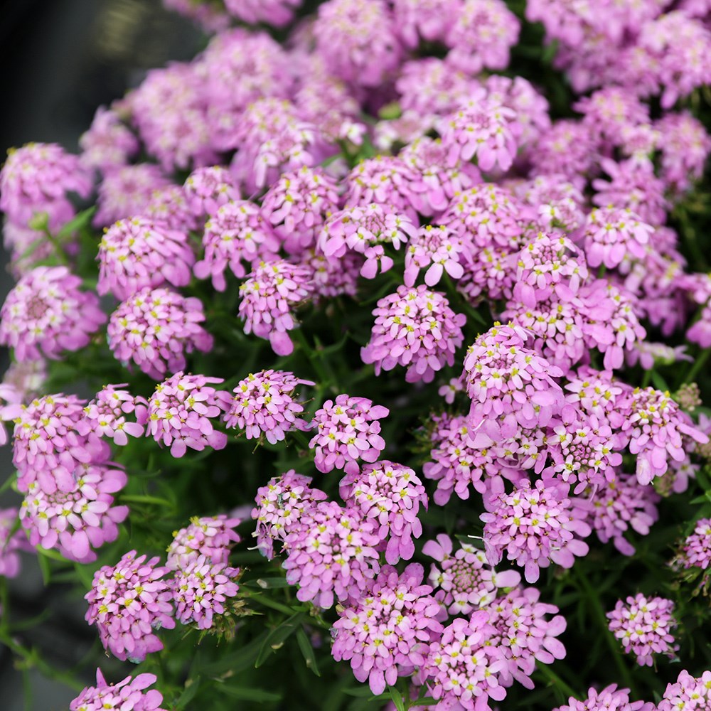 Iberis Pink Ice | Candytuft