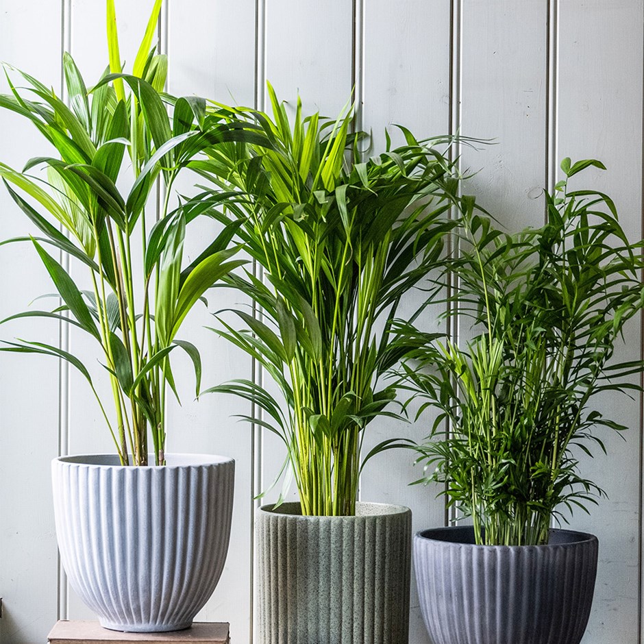 Indoor Palm Collection