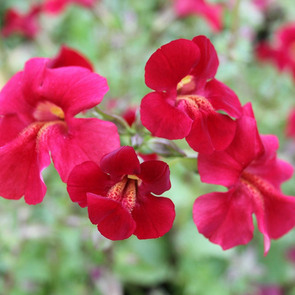 Mimulus Cupreus Red Emperor | Monkey Flower