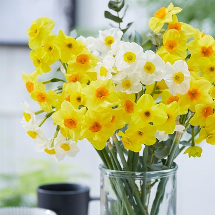 Multi-Flowered Daffodil Collection