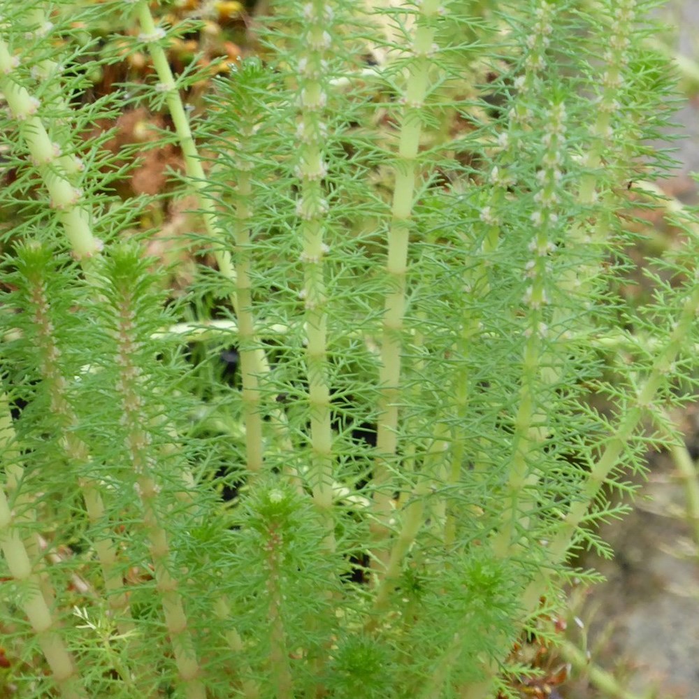 Myriophyllum Crispatum | Upright Water Milfoil