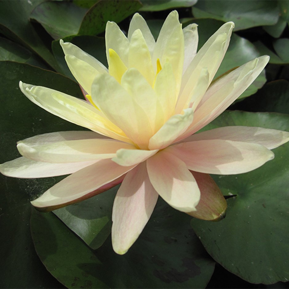 Nymphaea Barbara Dobbins | Water Lily