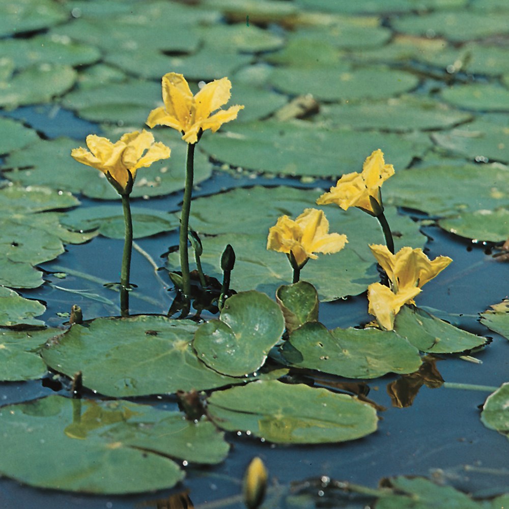 Nymphoides Peltata | Floating Heart