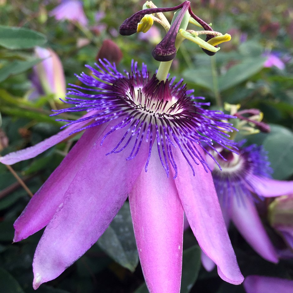 Passiflora Amethyst | Purple Passion Flower