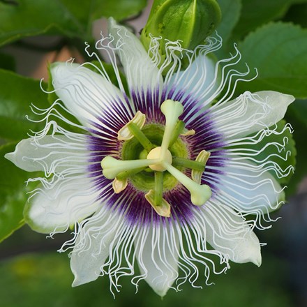 Edible Passion Fruit | Passiflora Edulis