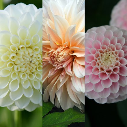 Pastel Perfection Dahlia Collection