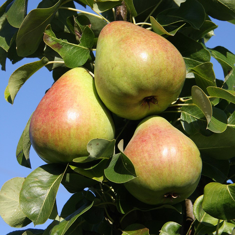 pear 'Obelisk'